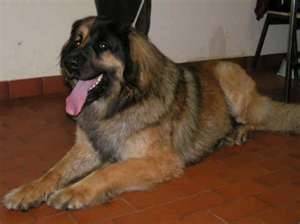 un Leonberg couché dans le salon