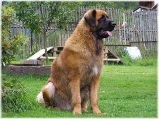 un Leonberg assis dans l'herbe