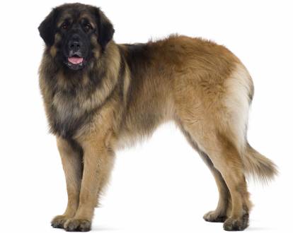 Un Leonberg en position statique sur fond blanc