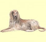 Afi - L&eacute;vrier Afghan M&acirc;le (6 ans)