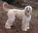 Teddy - L&eacute;vrier Afghan M&acirc;le (4 ans)