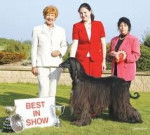 nala - L&eacute;vrier Afghan (6 ans)