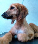 paris mi mascota - L&eacute;vrier Afghan (7 mois)