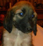 levrier afghan fatalbeauty (Tara) - L&eacute;vrier Afghan