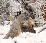 Yannick - L&eacute;vrier Afghan