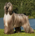 Yannick - L&eacute;vrier Afghan