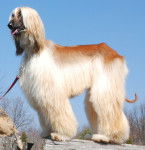 Photo L&eacute;vrier Afghan