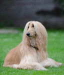 Photo L&eacute;vrier Afghan