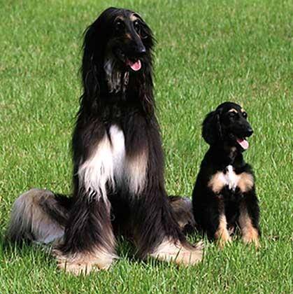 vivian y turi - L&eacute;vrier Afghan (4 ans)