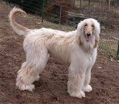 Teddy - L&eacute;vrier Afghan M&acirc;le (4 ans)