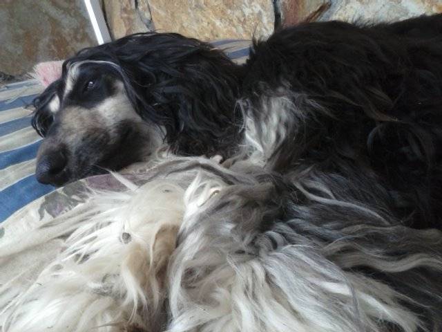 Cleopatra - L&eacute;vrier Afghan (1 an)