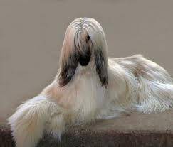 Ashley - L&eacute;vrier Afghan (3 ans)