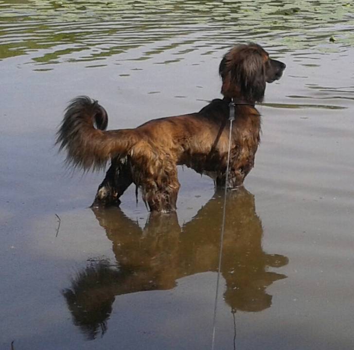 Hovenn - L&eacute;vrier Afghan M&acirc;le (4 ans)