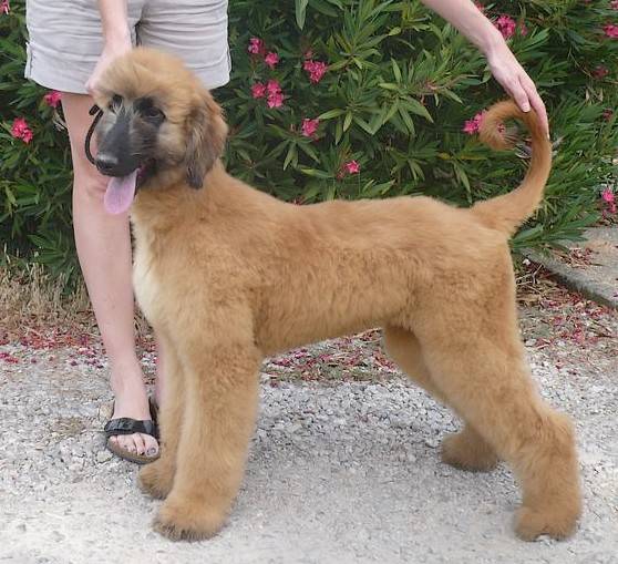 Fantasya du Menuel Galopin n&eacute;e le 21 fevrier 2010 - L&eacute;vrier Afghan