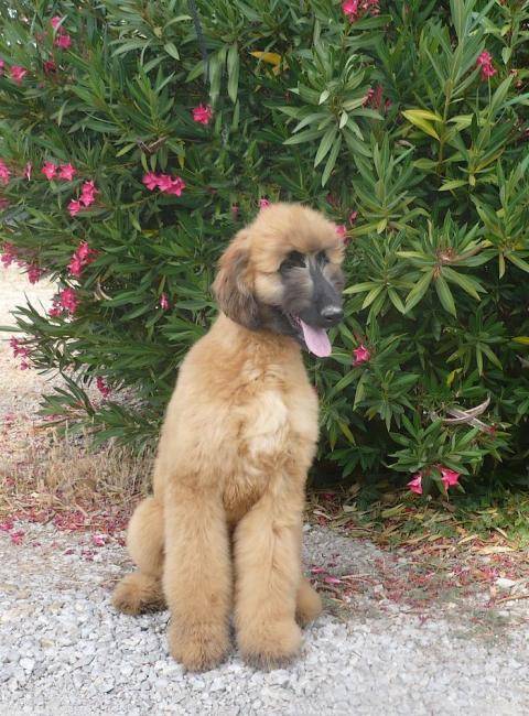 Fantasya du Menuel Galopin femelle L&eacute;vrier Afghan - L&eacute;vrier Afghan