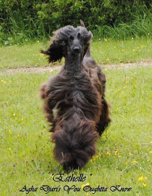 Esthelle - L&eacute;vrier Afghan