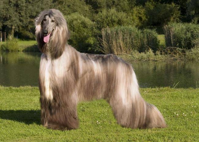 Yannick L&eacute;vrier Afghan - L&eacute;vrier Afghan