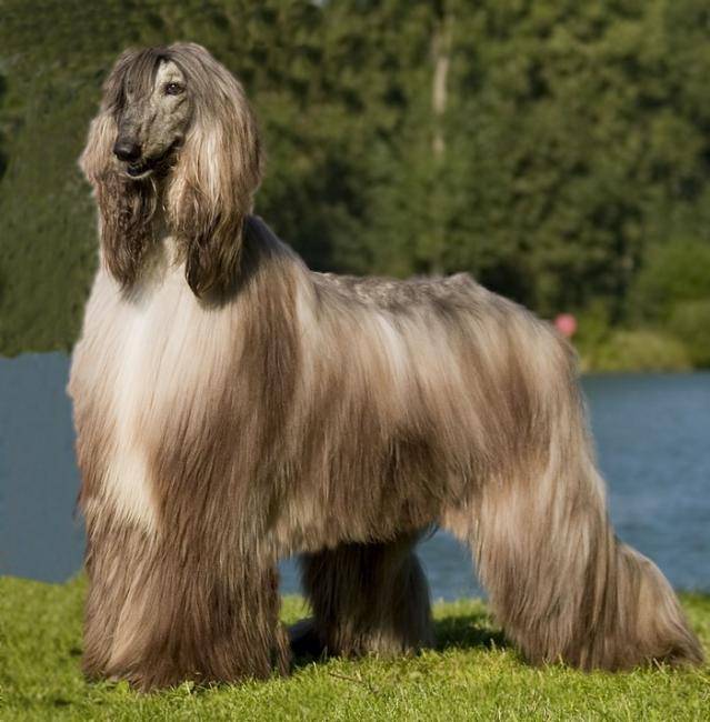 Yannick - L&eacute;vrier Afghan