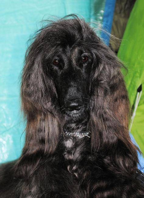 Esthelle belle chienne L&eacute;vrier Afghan - L&eacute;vrier Afghan