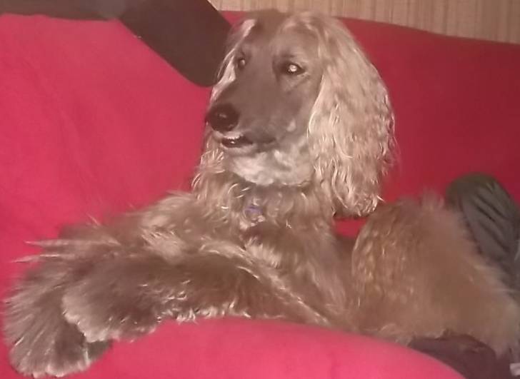 Clyde - Lévrier Afghan Mâle (3 ans)