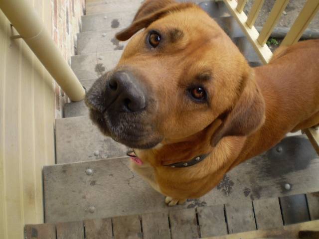 Butch - Lévrier Hongrois Mâle (5 ans)