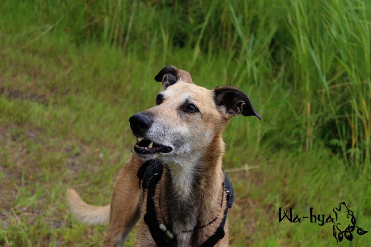 RIP Milan - Lévrier Hongrois Mâle (12 ans)