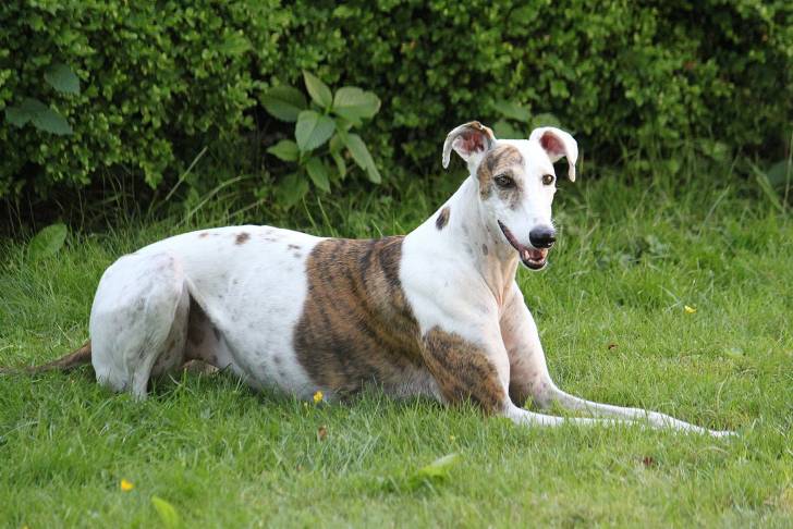 Un Lévrier Hongrois blanc et fauve est allongé dans l'herbe