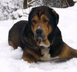 Teddy Bear - M&acirc;tin Espagnol M&acirc;le (3 ans)