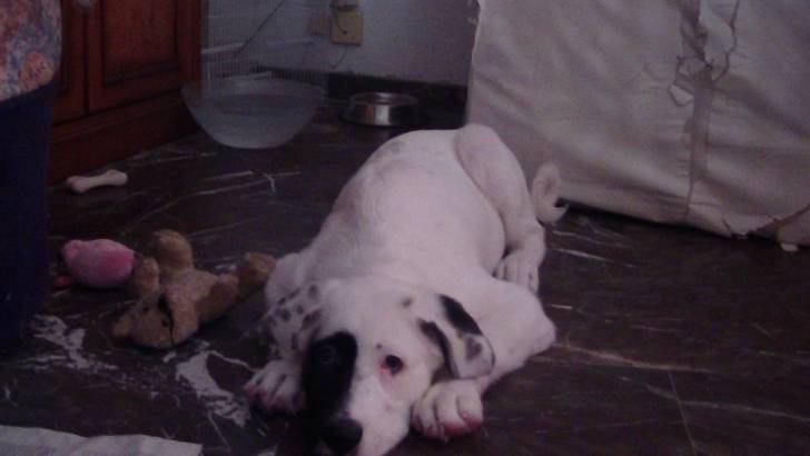 niebla - M&acirc;tin Espagnol M&acirc;le (4 mois)