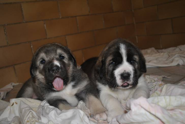 Fred et Fargo - M&acirc;tin Espagnol M&acirc;le (1 mois)