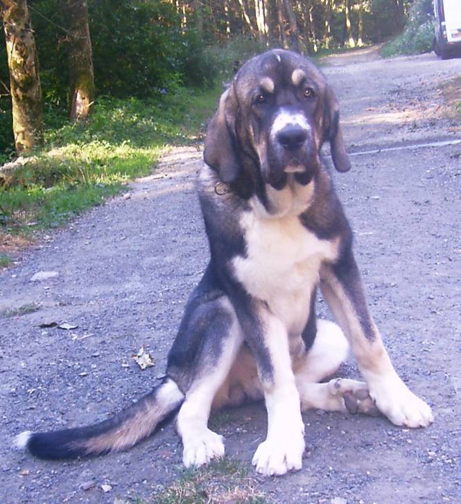 Aquil&egrave;s - M&acirc;tin Espagnol M&acirc;le (2 mois)