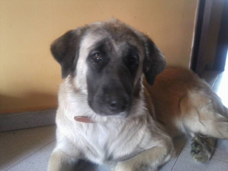 lore - M&acirc;tin Espagnol (1 an)