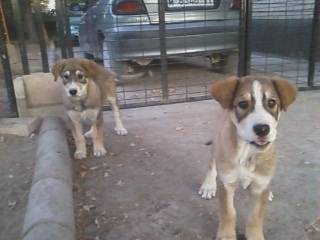 linda - M&acirc;tin Espagnol (11 mois)