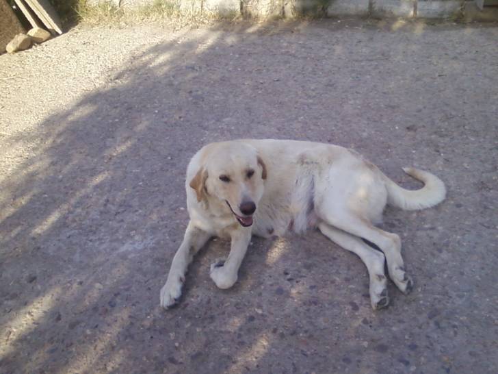 ruth - M&acirc;tin Espagnol (4 ans)