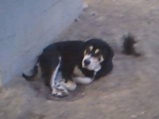 Apolo - M&acirc;tin Espagnol M&acirc;le (9 ans)