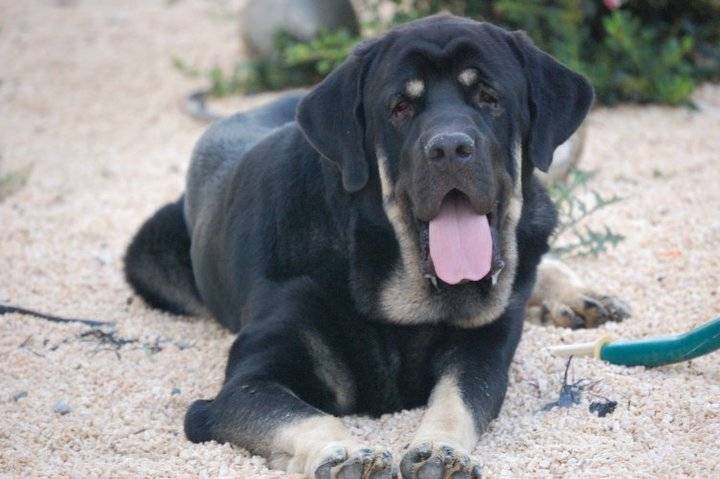 Gordo - M&acirc;tin Espagnol M&acirc;le (3 ans)