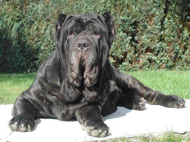 MATIN DE NAPLES - Mâtin Napolitain