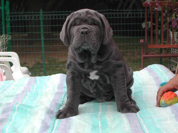 CHIOT MATIN DE NAPLES - Mâtin Napolitain