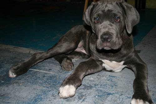 rufus, mâtin de naples - Mâtin Napolitain