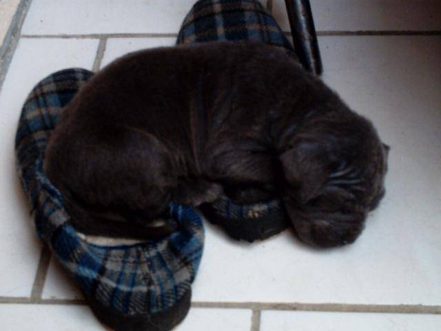 MATIN DE NAPLES.COZAK - Mâtin Napolitain