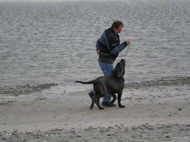 MATIN DE NAPLES.COZAK - Mâtin Napolitain