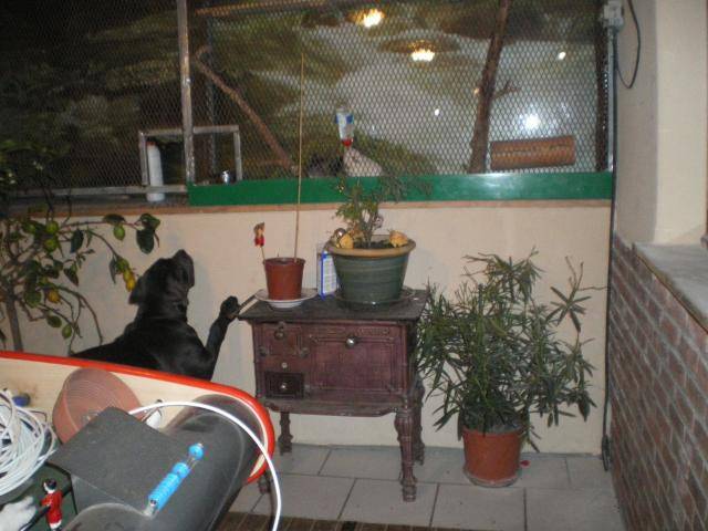 matin de naples.cozak. - Mâtin Napolitain