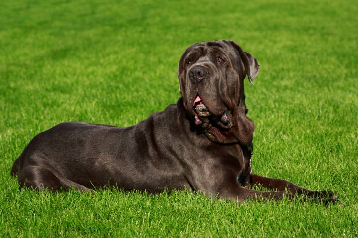 Un Mâtin Napolitain couché dans l'herbe