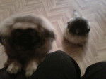 Pebbles (left) Rosy (right) - Pékinois (6 mois)