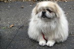Photo Pékinois