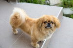 Photo Pékinois