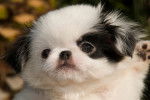 Photo Pékinois