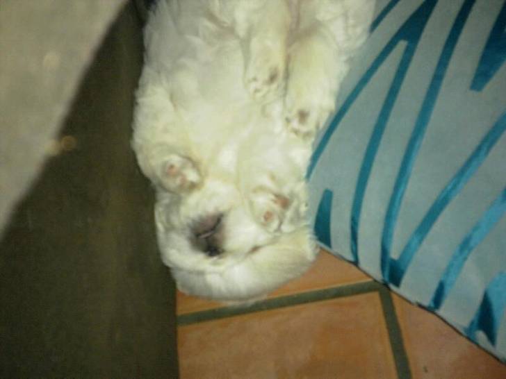 Bella - Pékinois