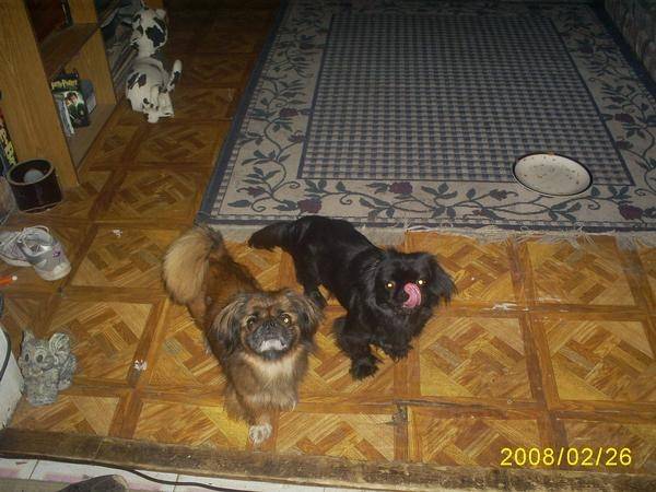 roxy - Pékinois (15 ans)