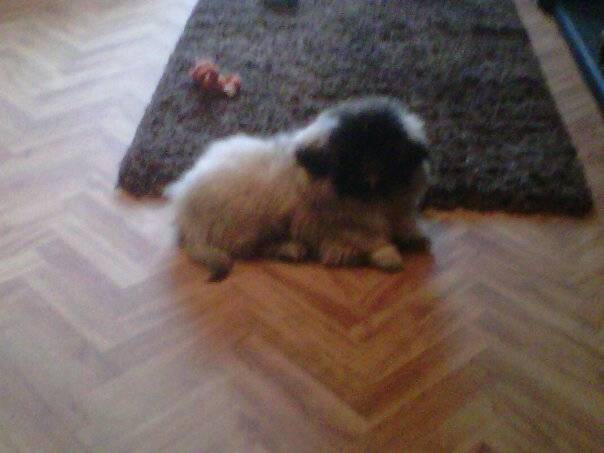 Rosy - Pékinois (7 mois)